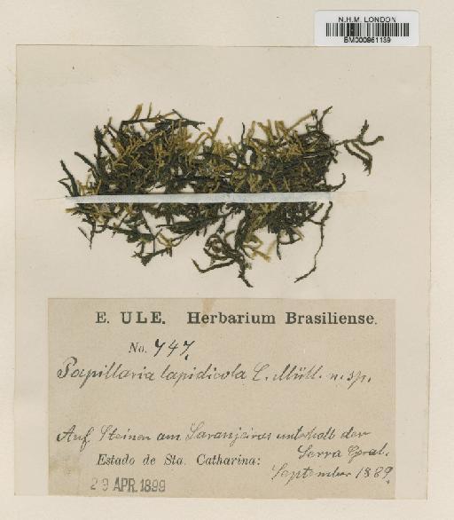 Papillaria lapidicola Müll.Hal. - BM000961139.tif