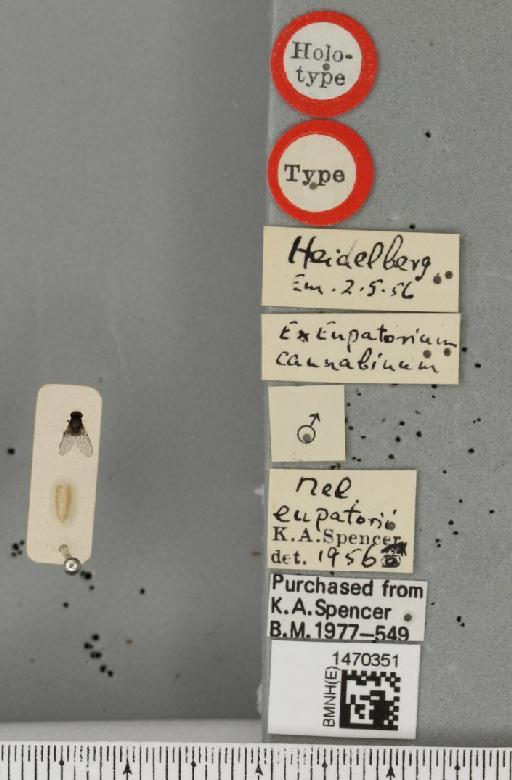 Melanagromyza eupatorii Spencer, 1957 - BMNHE_1470351_label_60123