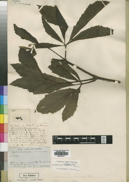 Ampelocissus obtusata (Welw. ex Baker) Planch. - BM000838441