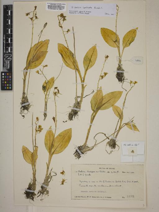 Liparis rostrata Rchb.f. - BM000088568