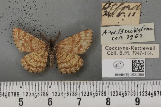 Ematurga atomaria ab. kindervateri Schawerda, 1929 - BMNHE_1921360_486580