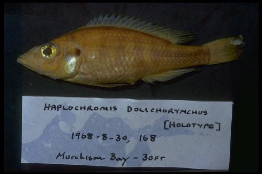 Haplochromis dolichorhynchus Greenwood & Gee, 1969 - Haplochromis dolichorynchus; 1968.8.30.168