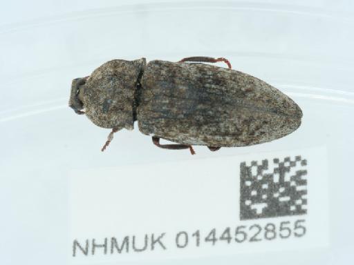 Agrypnus murinus (Linnaeus, 1758) - 014452856_4