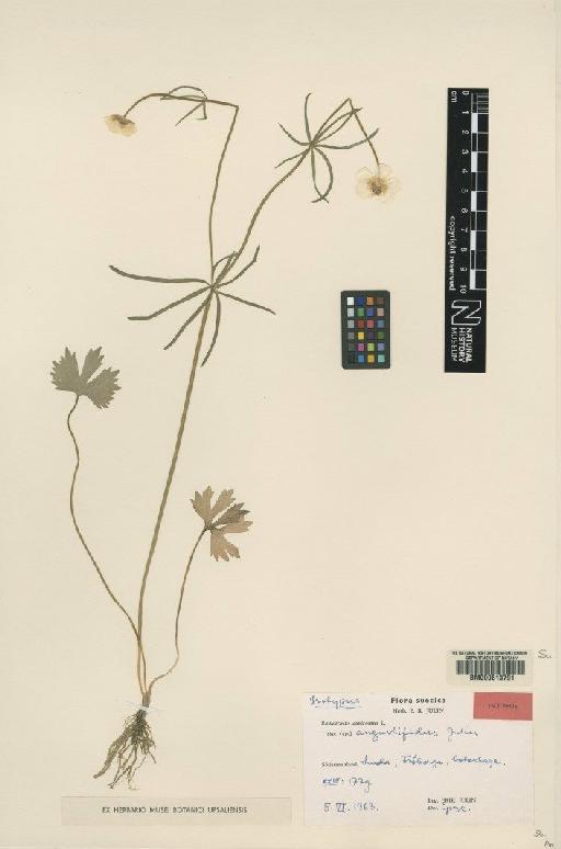 Ranunculus auricomus subsp. angustifidus Julin - BM000613791