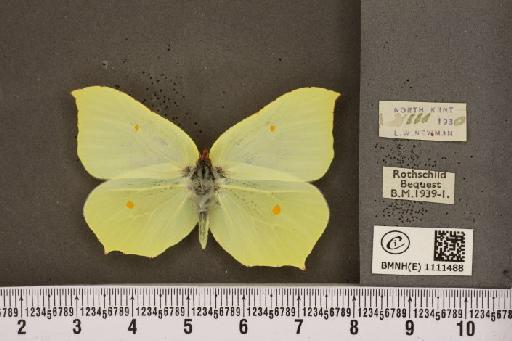 Gonepteryx rhamni rhamni ab. flavescens Lempke, 1936 - BMNHE_1111488_64701