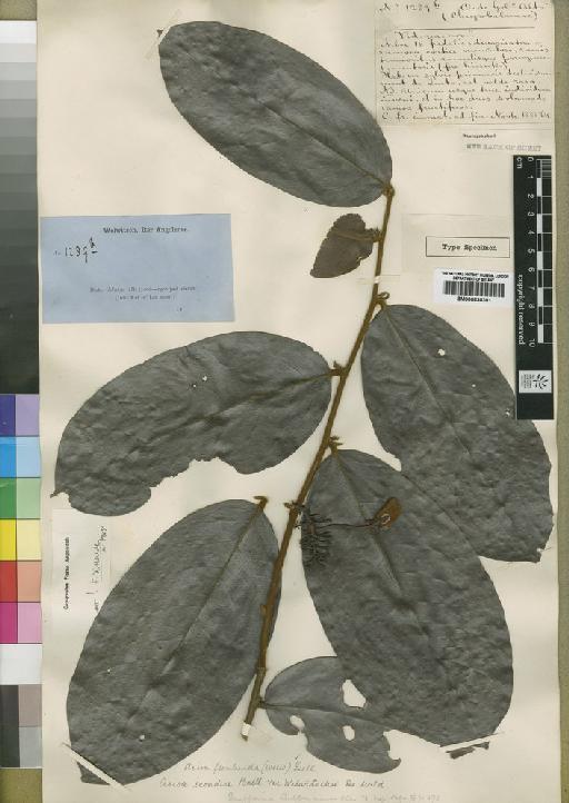 Acioa floribunda (Welw.) Exell - BM000838381