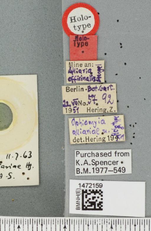 Ophiomyia alliariae Hering, 1954 - BMNHE_1472159_label_46963