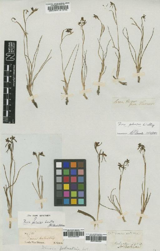 Diuris palustris Lindl. - BM000048518