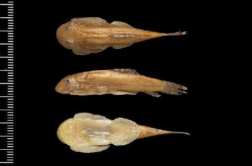 Gastromyzon ctenocephalus Roberts, 1982 - BMNH 1893.3.6.269, HOLOTYPE, Gastromyzon ctenocephalus