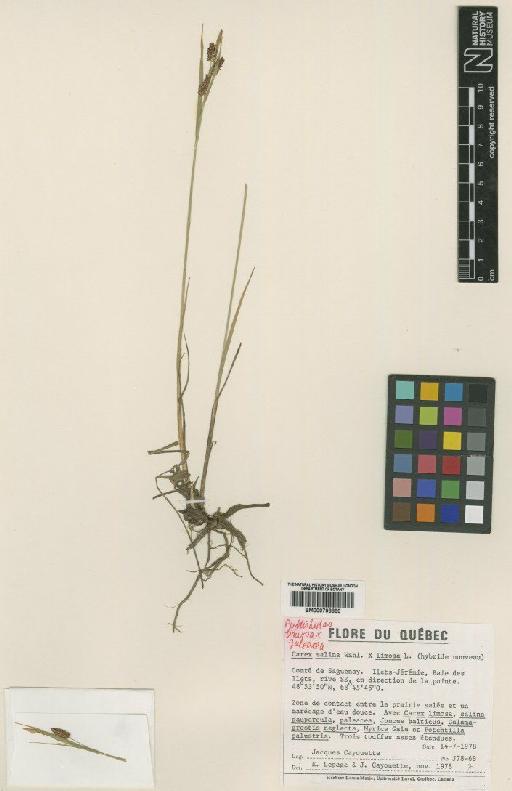Carex × limosoides J.Cay. - BM000798889