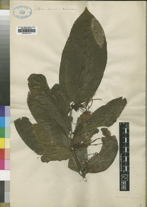 Oxyanthus speciosus subsp. speciosus DC. - BM000903169