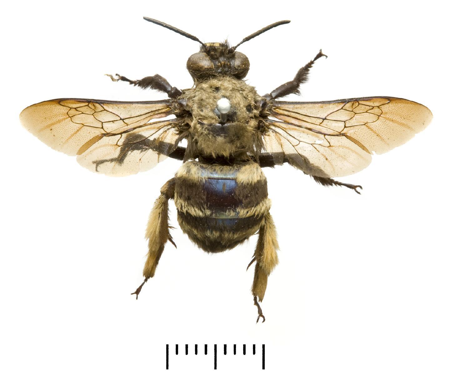Centris semicaerulea