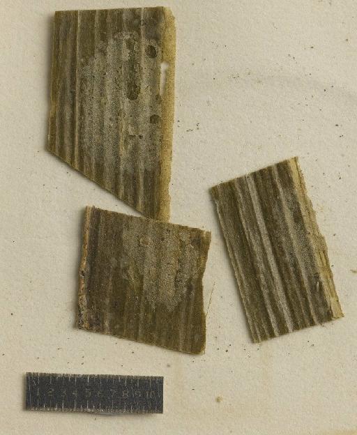 Actinoplaca hymenula (Müll.Arg.) comb. ined. - BM001107245_a