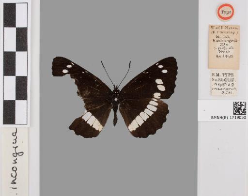 Neptis incongrua Butler - BMNH(E)#1719050_Neptis_incongrua_Butler_holotype_female_labels