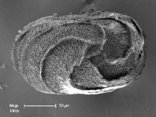 Nitella pseudoflabellata f. gelatinosa R.D.Wood - OosporeBase