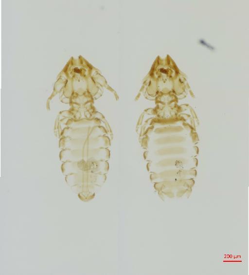 Procaviphilus (Meganarionoides) muesebecki Emerson & Price, 1969 - 010697627__2017_08_16-Scene-1-ScanRegion0
