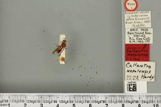Callantra nepalensis Hardy, 1977 - BMNHE_1442240_40013