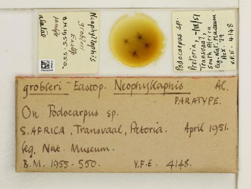 Neophyllaphis grobleri Eastop, 1955 - 015322631_112851_1095343_157873_Type