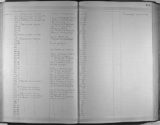 Polyeunoa laevis McIntosh, 1885 - Zoology Accessions Register: Annelida & Echinoderms: 1924 - 1936: page 104