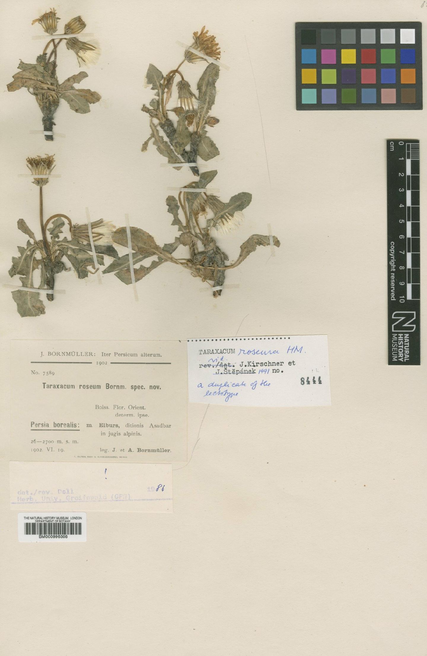 To NHMUK collection (Taraxacum roseum Bornm.; Type; NHMUK:ecatalogue:481748)