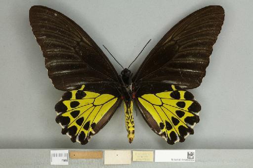 Troides helena heliconoides Moore, 1877 - 013606534_additional