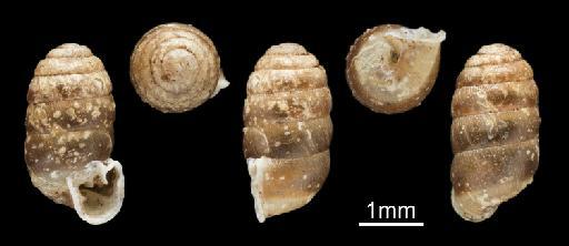 Pupa fuscidula subterclass Tectipleura Morelet, 1860 - 1893.2.4.919-922, SYNTYPES, Pupa fuscidula Morelet, 1860