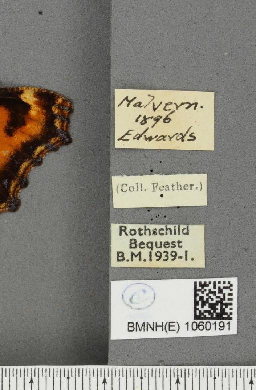 Nymphalis polychloros ab. quinquepunctata Raynor, 1906 - BMNHE_1060191_label_20377