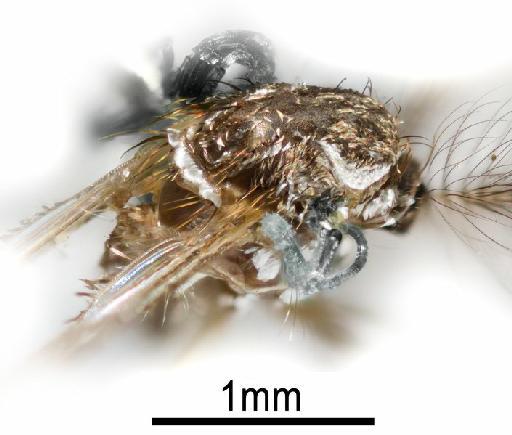 Aedes (Stegomyia) aegypti (Linnaeus, 1762) - NHMUK010264307 Aedes aegypti - lateral male
