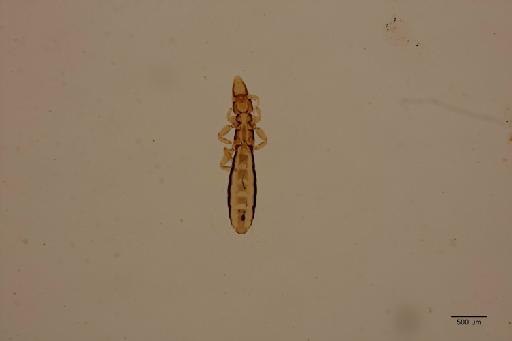 Columbicola columbae bacillus Giebel, 1866 - 010671993_specimen