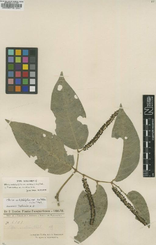 Piper ovatum var. hirtellum C.DC. - BM000092718