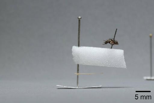 Sarcophaga (Myorhina) nigriventris Meigen, 1826 - 015091793_lateral