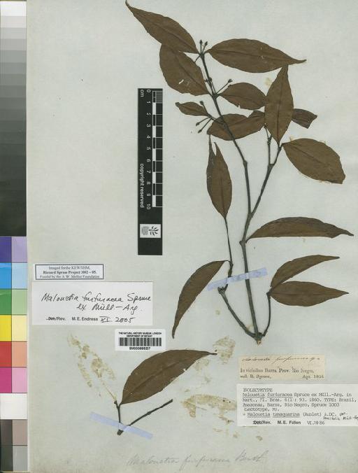 Malouetia furfuracea Spruce ex Müll.Arg. - Spruce - BM000885307