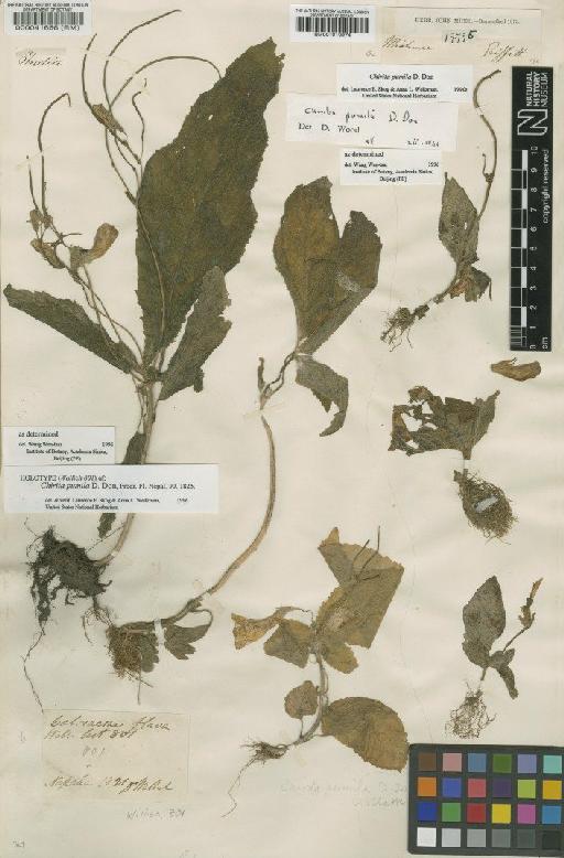 Henckelia pumila (D.Don) A.Dietr. - BM000041656