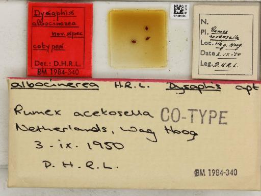 Dysaphis albocinerea Hille Ris Lambers, 1956 - 014884456_112608_1094059_157698_Type