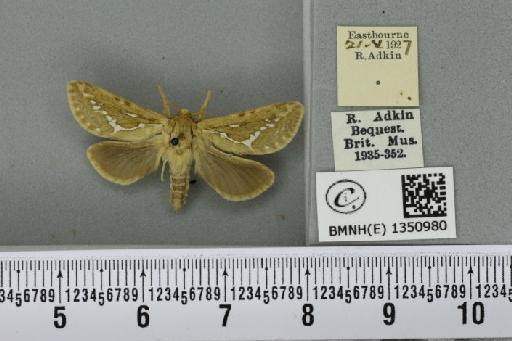 Korscheltellus lupulina (Linnaeus, 1758) - BMNHE_1350980_186374