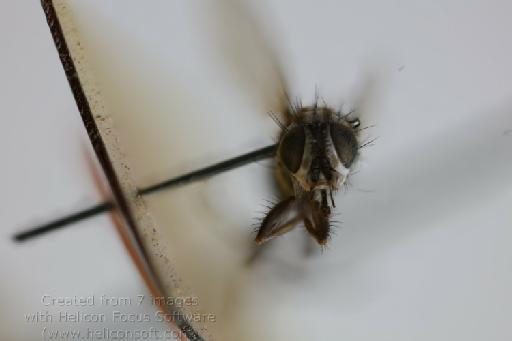 Leucophora chilensis (Malloch, 1934) - Leucophora chilensis AT anterior