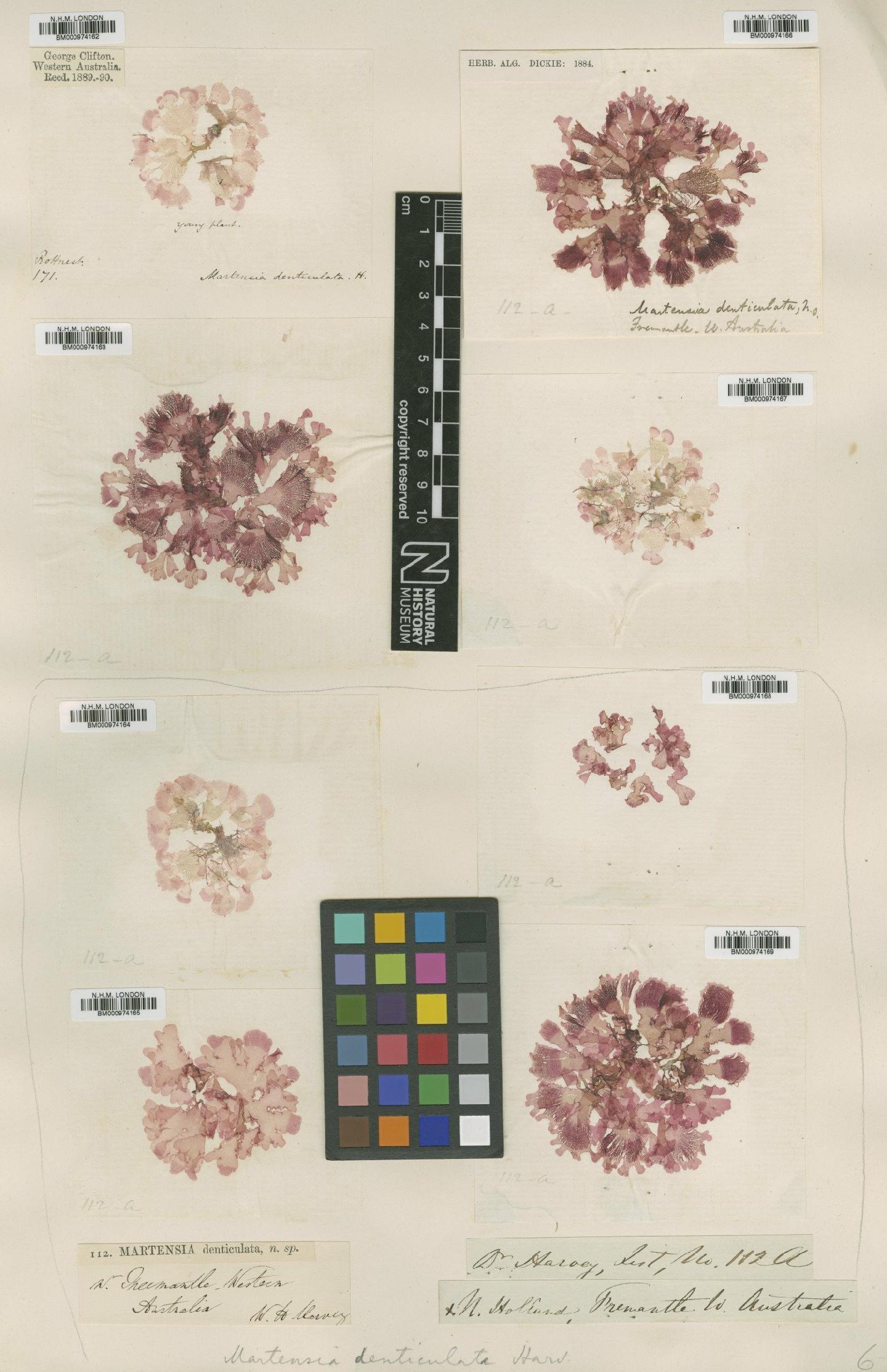 To NHMUK collection (Martensia denticulata Harv.; TYPE; NHMUK:ecatalogue:724157)