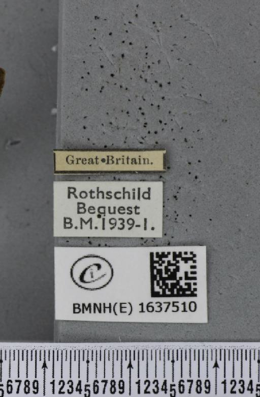Macroglossum stellatarum (Linnaeus, 1758) - BMNHE_1637510_label_206194