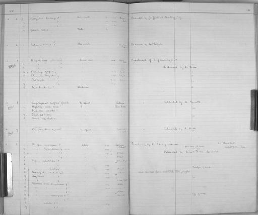 Sus barbatus Müller, 1838 - Zoology Accessions Register: Mammals: 1891 - 1898: page 130