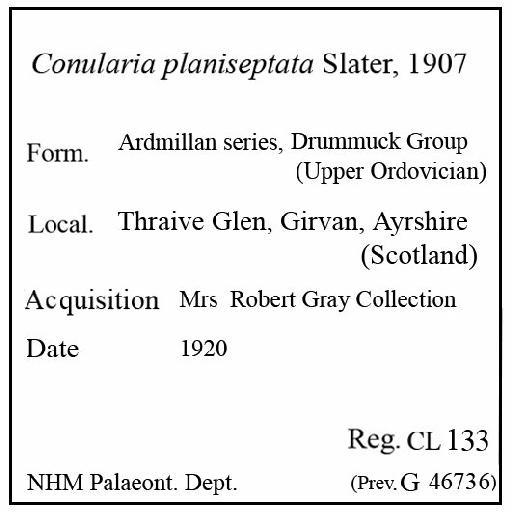Conularia planiseptata Slater, 1907 - CL 133. Conularia planiseptata (label)