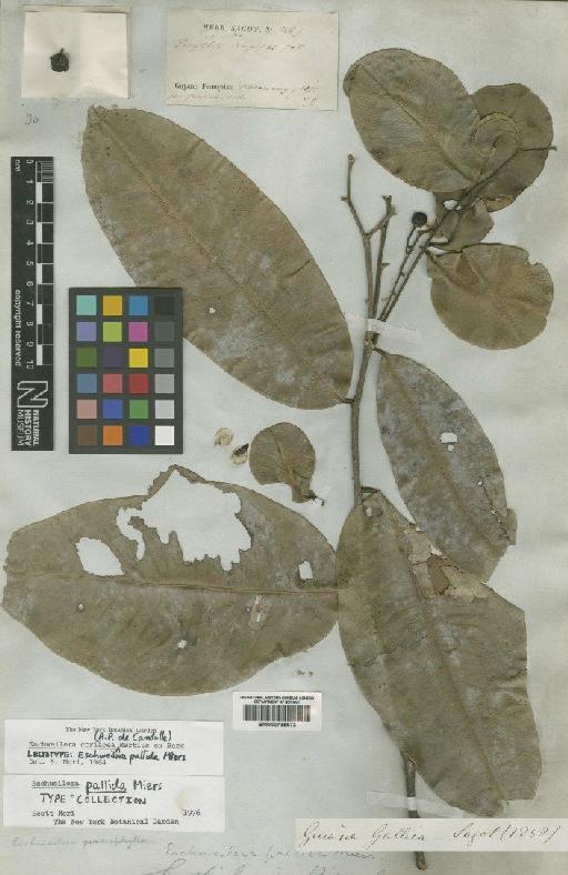 Eschweilera coriacea (DC.) S.A.Mori - BM000795573