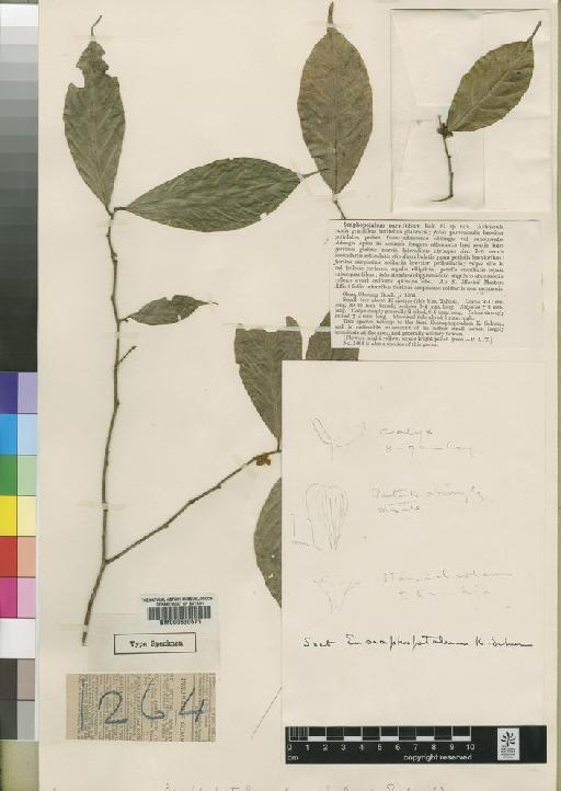 Scaphopetalum parvifolium - BM000630571