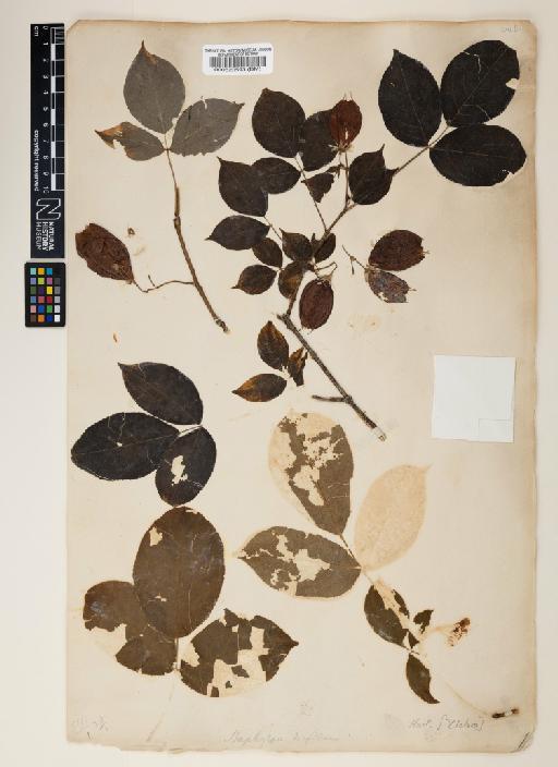 Staphylea trifolia L. - 000520593