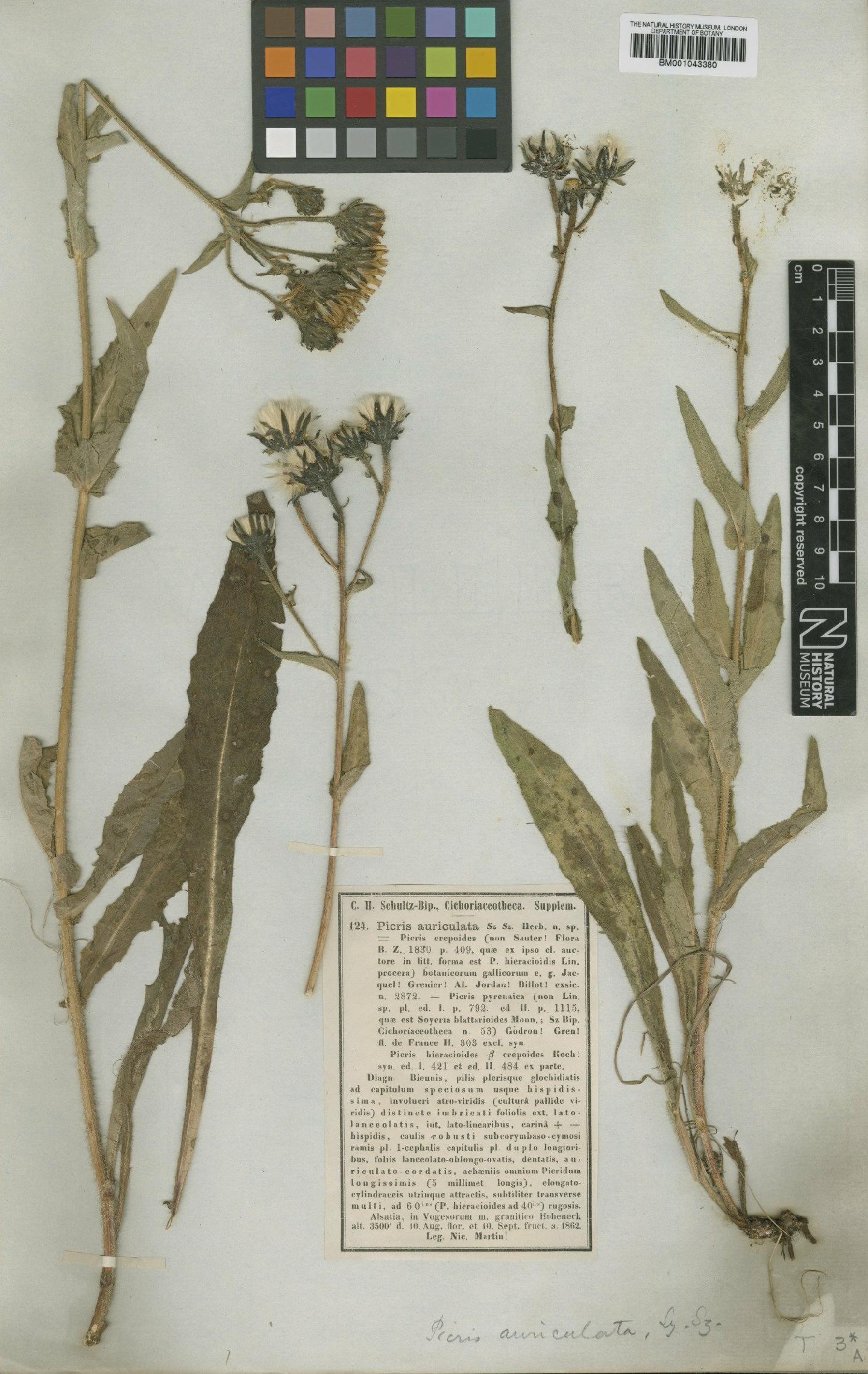 To NHMUK collection (Picris hieracioides subsp. grandiflora (Ten.) Arcang.; Type; NHMUK:ecatalogue:1997620)