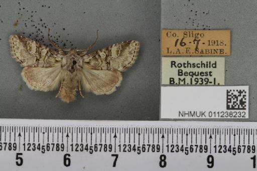Brachylomia viminalis (Fabricius, 1777) - NHMUK_011238232_638786