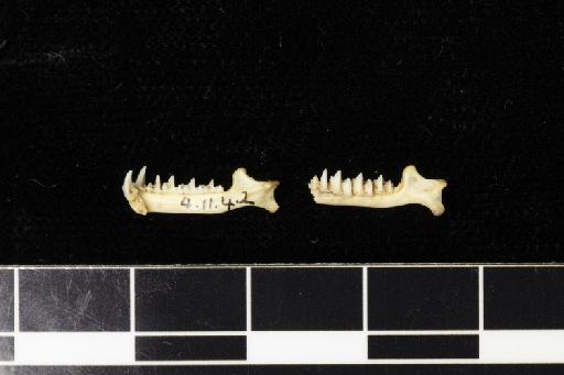 Rhinolophus andersoni Thomas, 1904 - 1904_11_4_2-Rhinolophus_andersoni-Holotype-Skull-mandibles-lateral