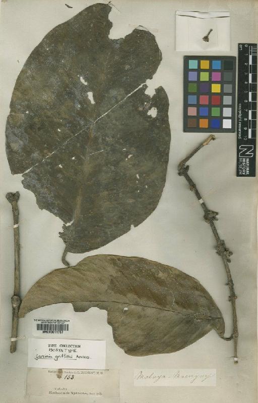Garcinia griffithii Anders - BM000611757