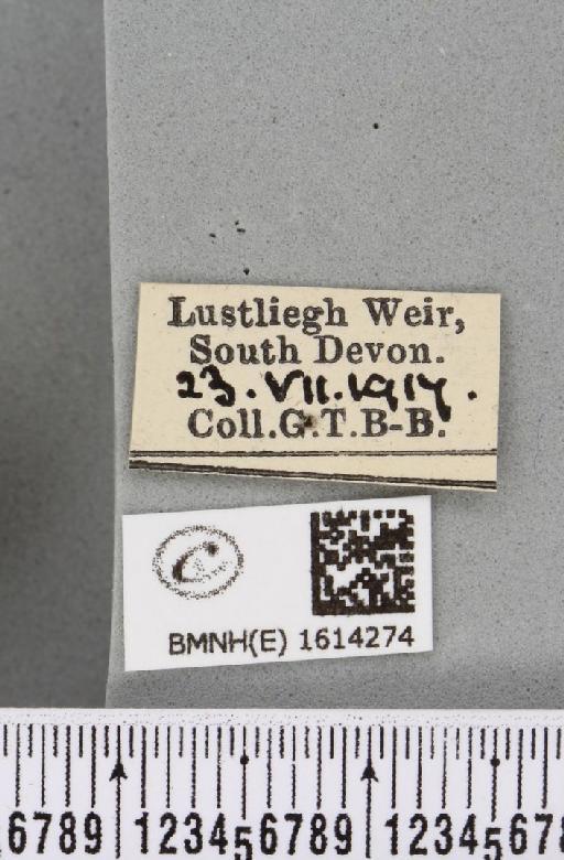 Scotopteryx chenopodiata (Linnaeus, 1758) - BMNHE_1614274_label_306274