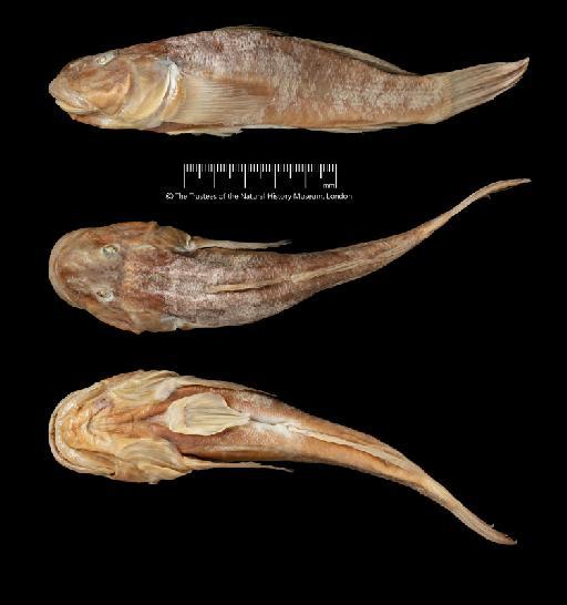 Gobius jayakari Boulenger, 1888 - BMNH 1887.11.11.234-237, SYNTYPES, Gobius jayakari, b