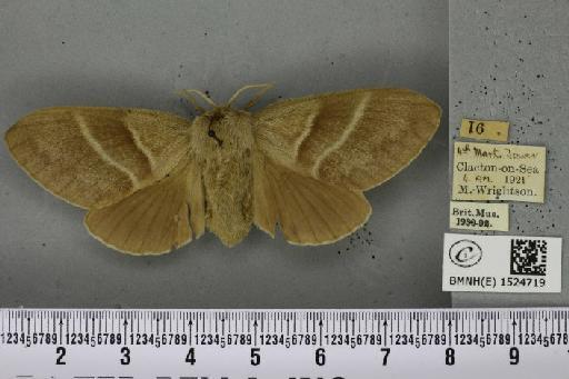 Macrothylacia rubi (Linnaeus, 1758) - BMNHE_1524719_196093